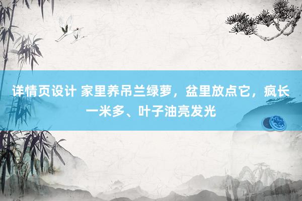 详情页设计 家里养吊兰绿萝，盆里放点它，疯长一米多、叶子油亮发光